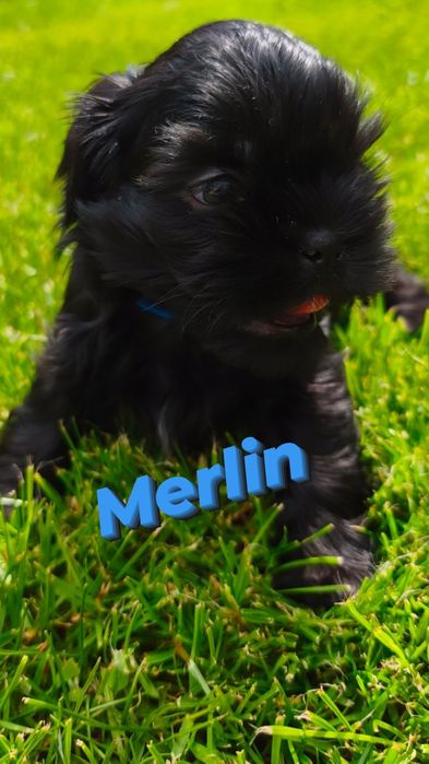Shih tzu - piesek Merlin