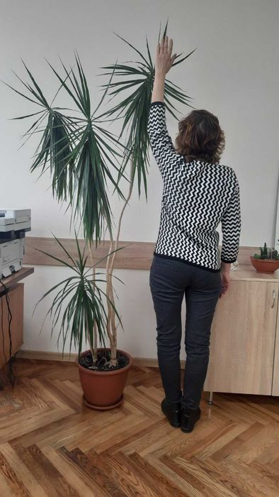 Драцена Маргіната