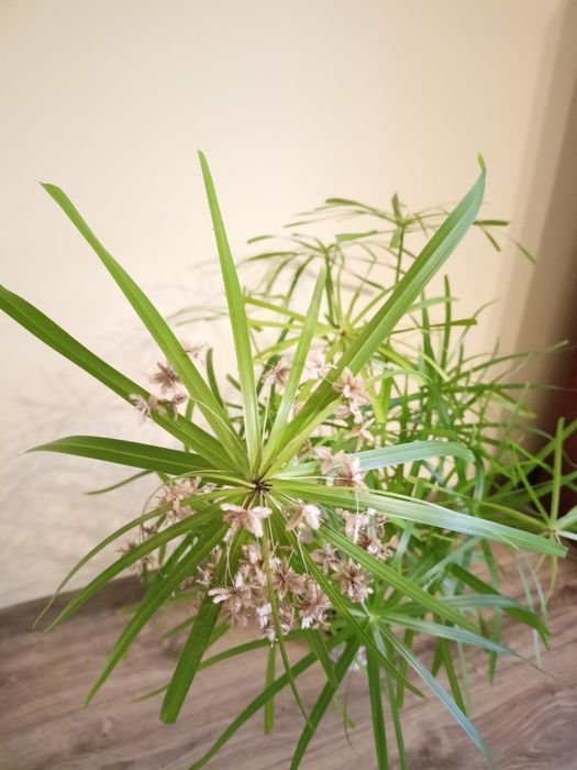 Papirus Cibora -kwitnący -sadzonka 100 cm -kwiat doniczkowy