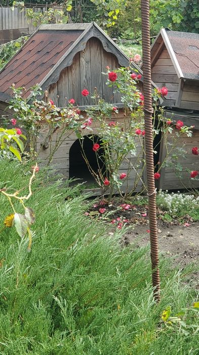 Буди для котів та собак