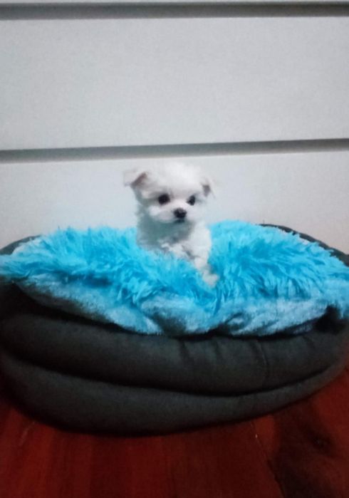 Słodziutki Bielutki Maltańczyk