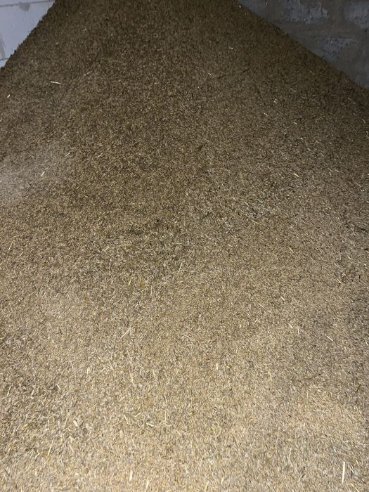 Zboże 2025 - pszenica/owies/jęczmień