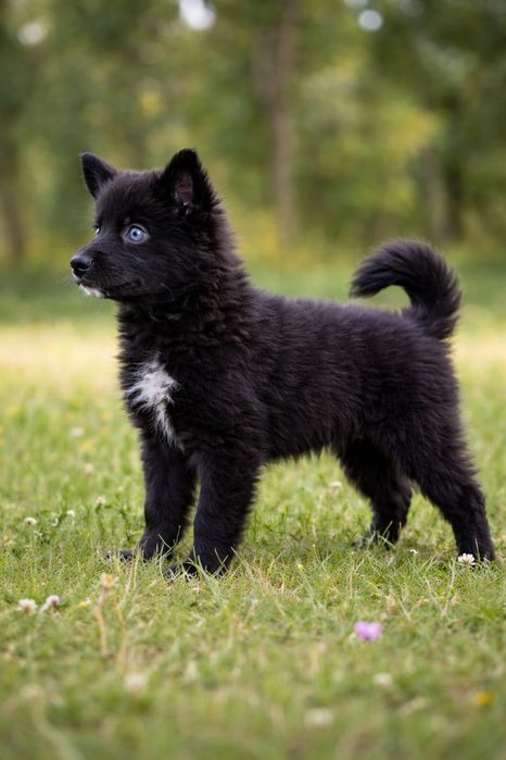 Помскі Помски  Pomsky