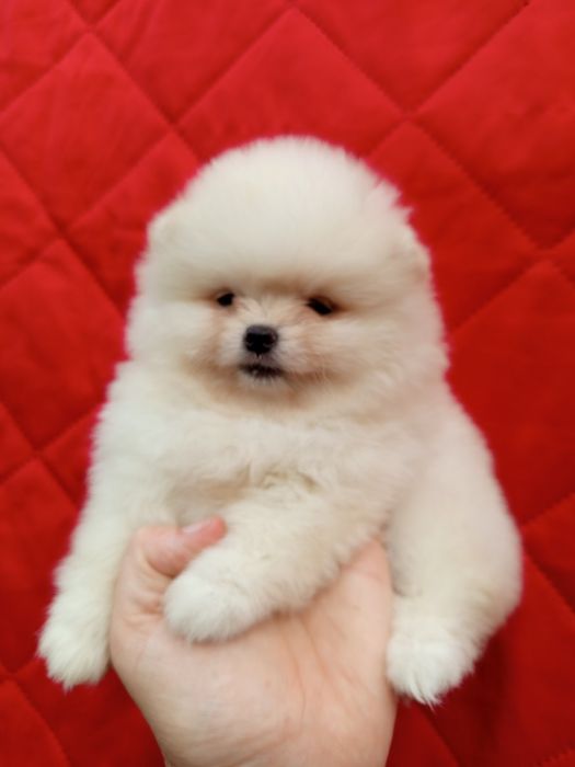 Шпіц чистокровні малюки