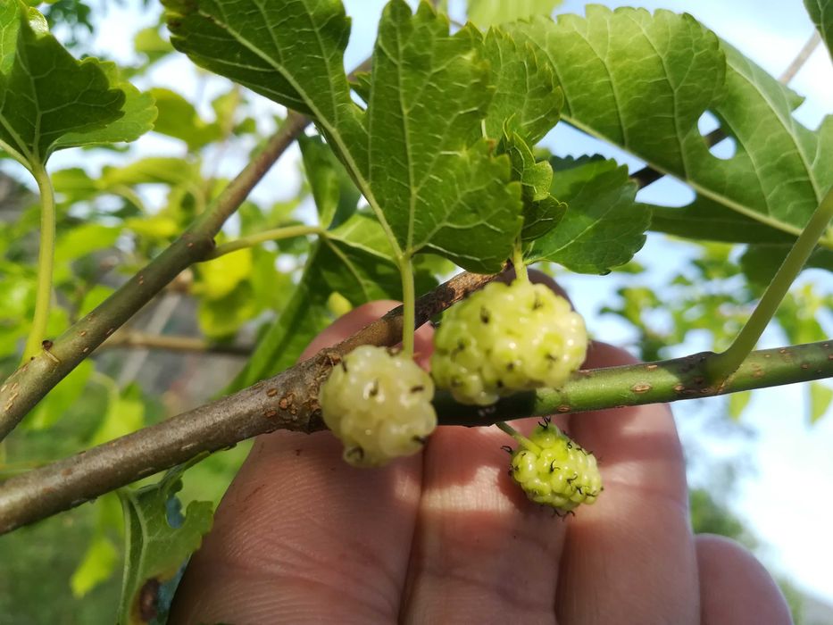 Amoreira Branca - Morus Alba