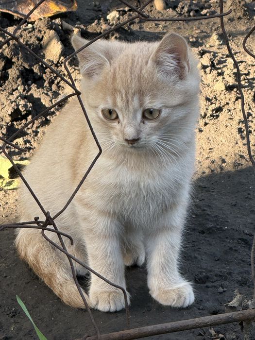 3 маленьких кошеняти