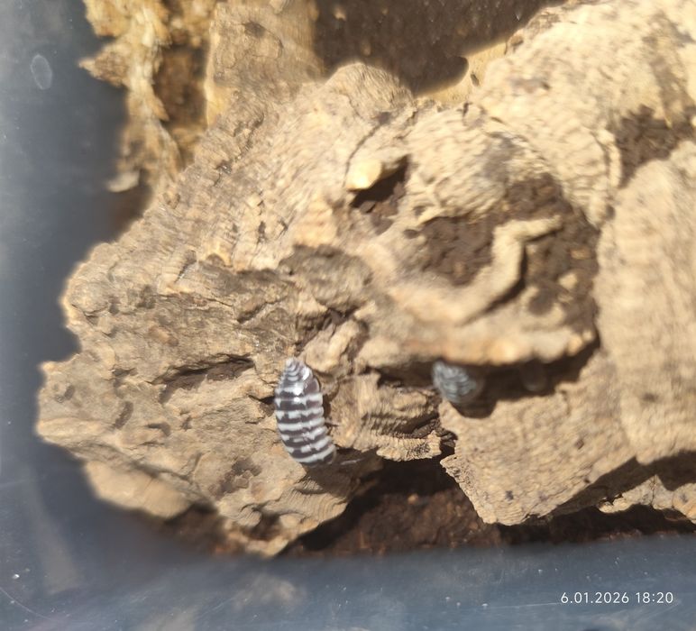 Isopody, 8 gatunków, cała hodowla