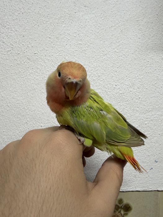 Agaporni criado a mao