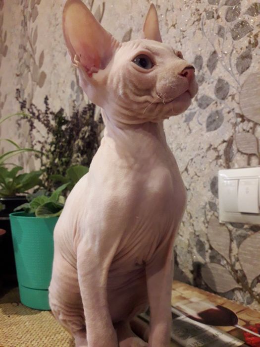 Донской сфинкс вязка