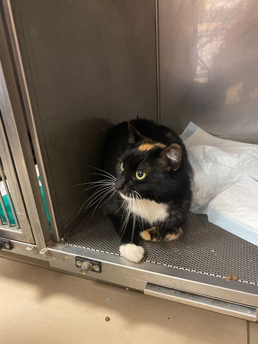 Maluch potrzebuje domu na już Kot