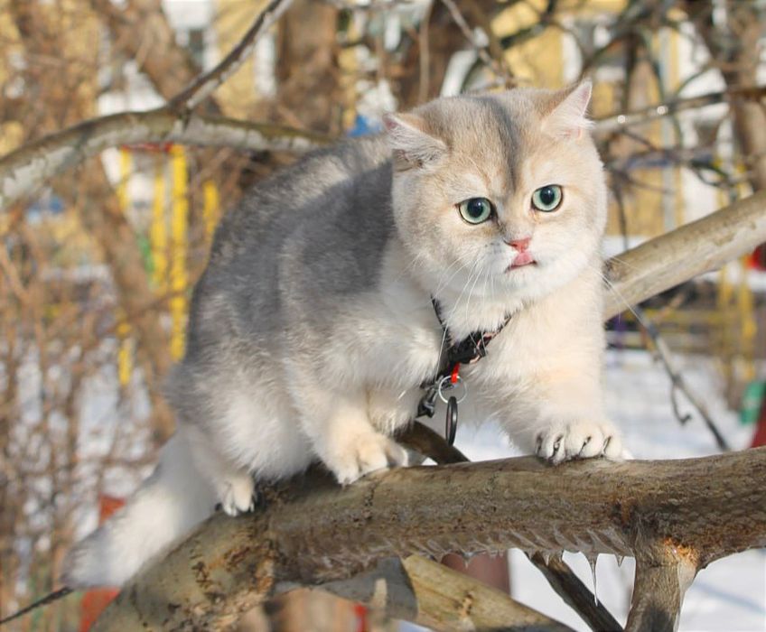 Красуня голубе золото британочка