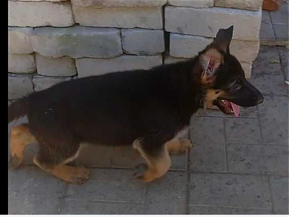 Щенки немецкой овчарки с родословной