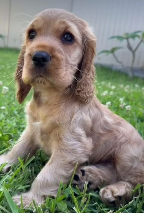 Цуценята англійських кокер спаніелів