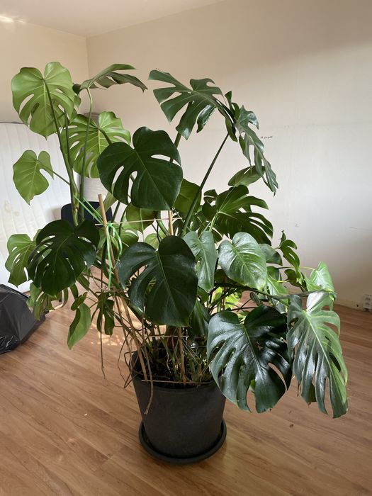 Duża okazała monstera