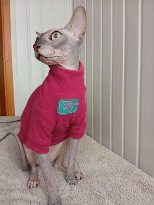 Теплые новые брендовые кофты для сфинксов