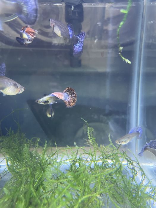 Guppy red musaico dumbo platinum big dorsal  (casal ou trio)