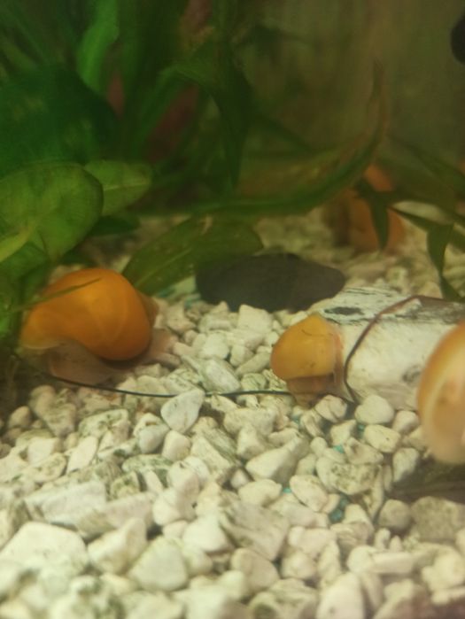 Ампулярії  равлик