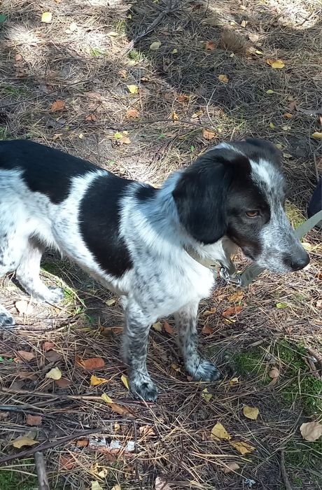 Красунчик шукає господарів