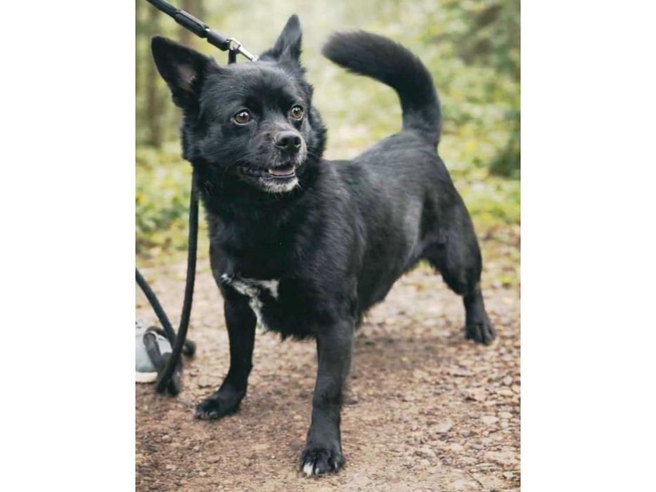 Mały (9kg), WESOŁY, przyjazny pies