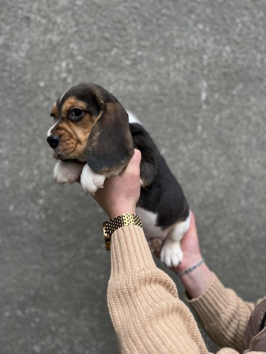 Бигль  девочка мальчик