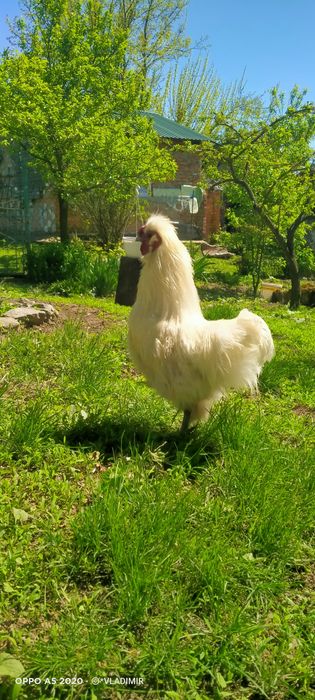 Китайская шелковая курица