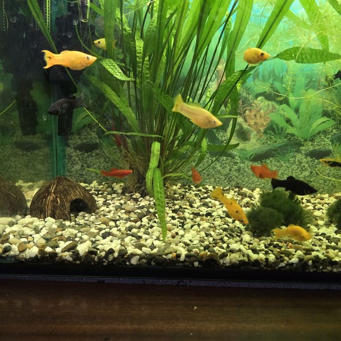 Akwarium z wyposażeniem