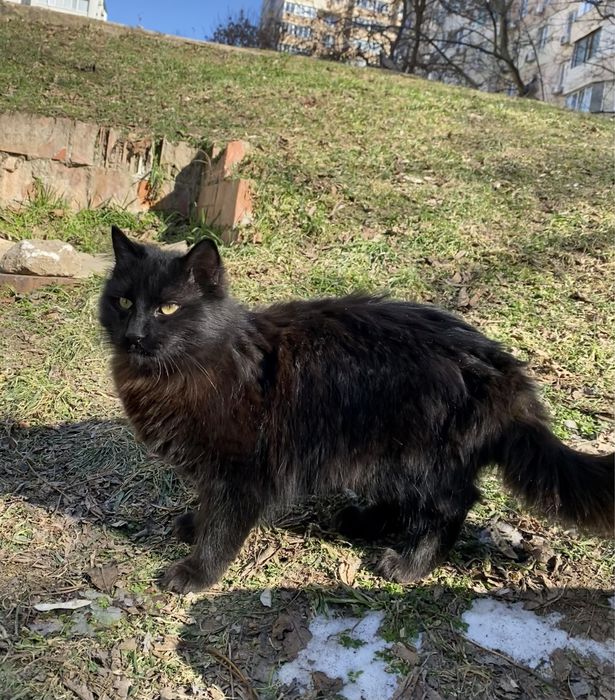 КОТИК у добрі руки