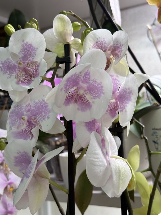 Орхидея Биг Лип растение