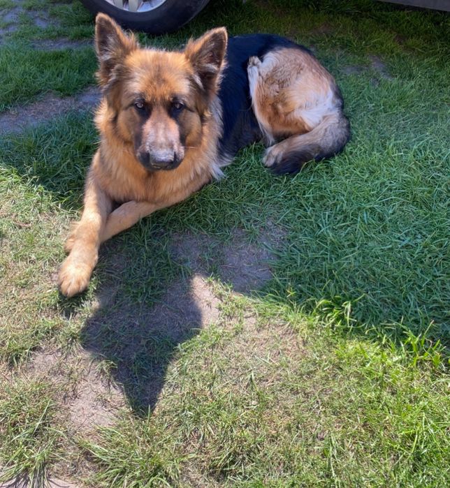 Owczarek niemiecki suka