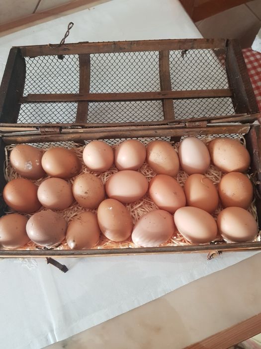 Vende-se ovos caseiros