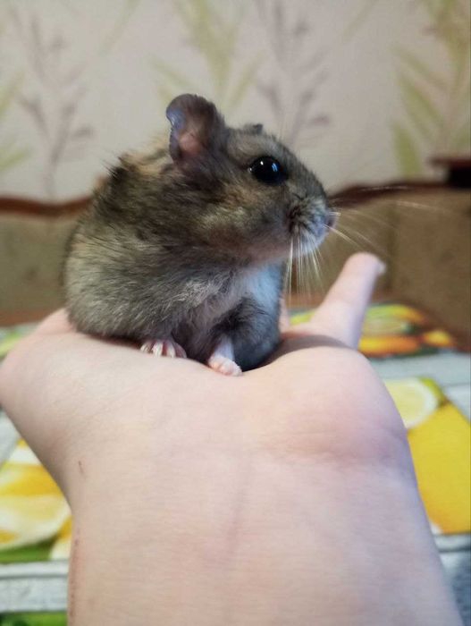 Джунгарики ручные