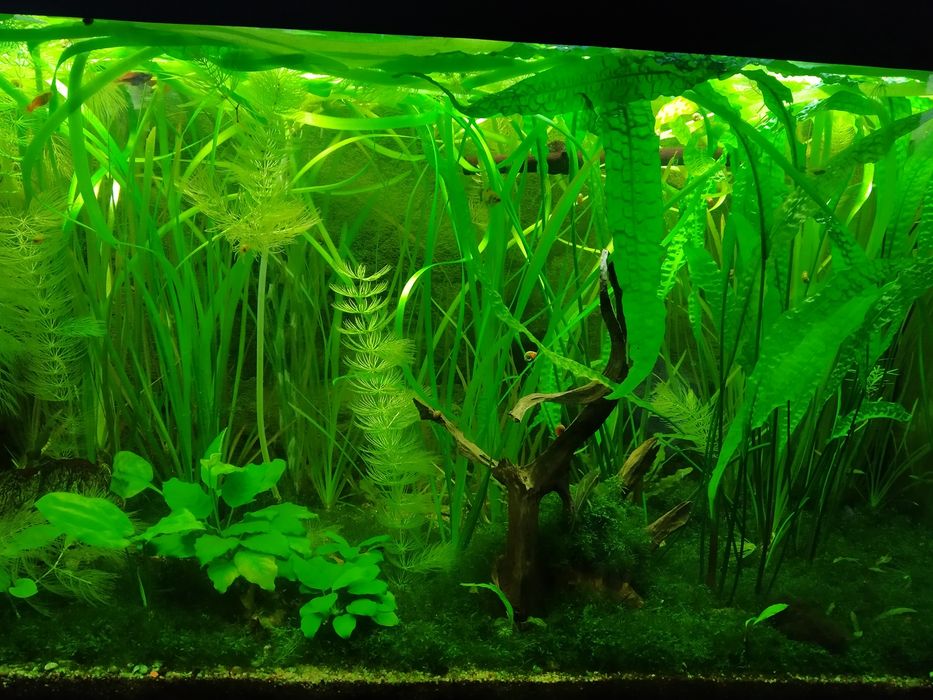 Limnofilia  wyprzedaż rośliny do akwarium akwariowe z przycinki