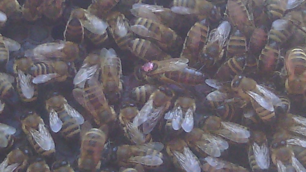 Продам бджоли від водки сім'ї