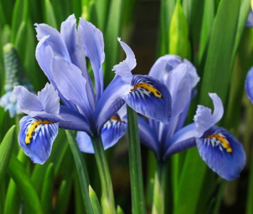 Іриси. Квіти іриси . Півники.