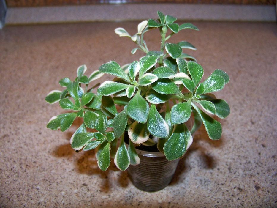 Aeonium domesticum variegata