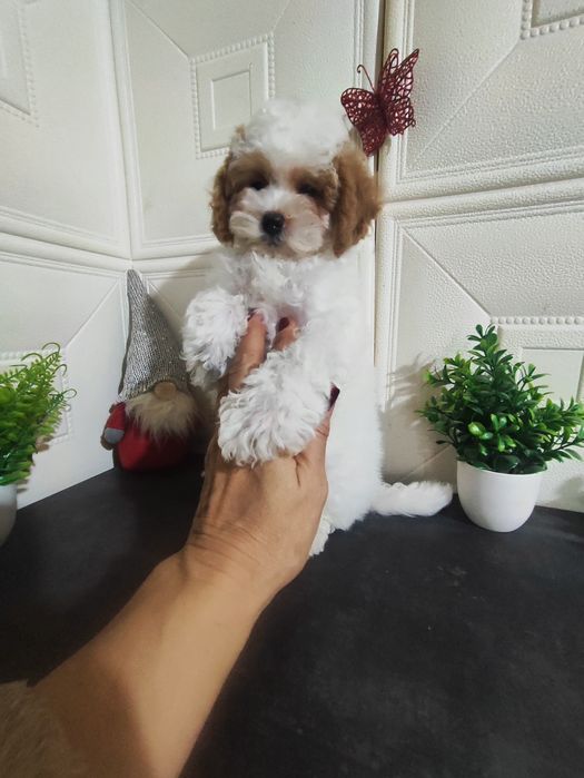 Чарівний хлопчик Мальтіпу ф1.