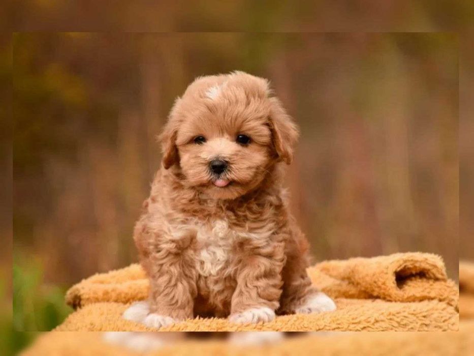 VIP-мальтіпу хлопчик-карамелька