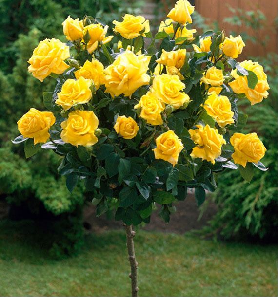 Roseira de copa, árvore (pé alto)