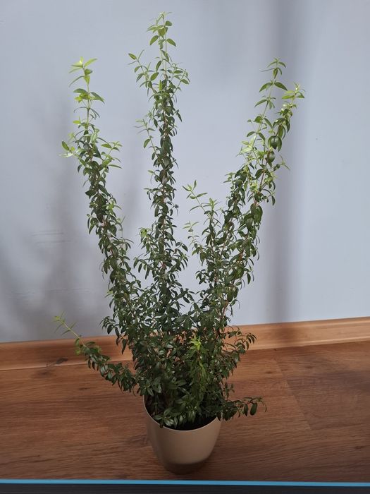 Mirt roślina doniczkowa