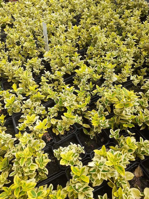 Trzmielina Emerald Gold, wysyłam