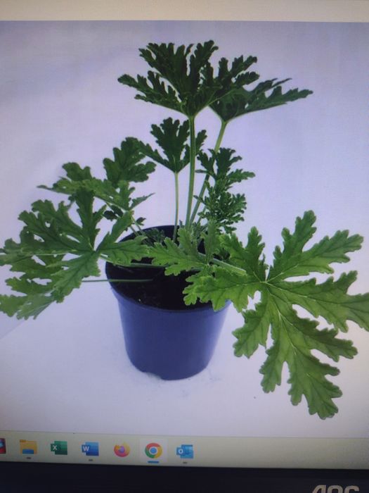 Anginka geranium bez doniczki