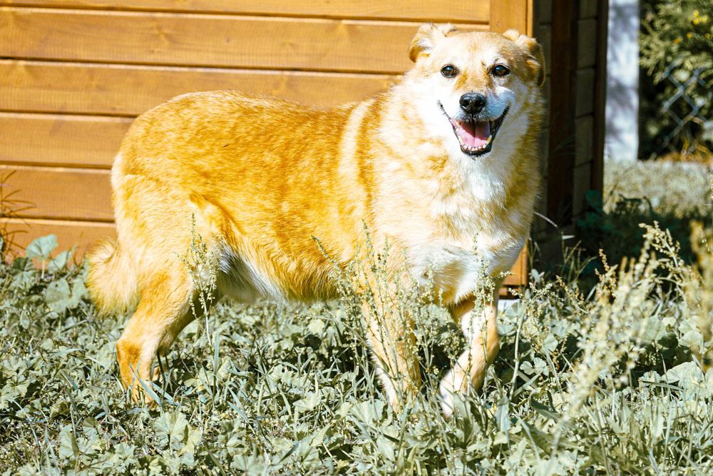 FOKSIK - śliczny, starszy piesek