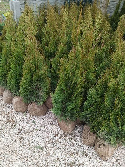 Tuja thuja szmaragd