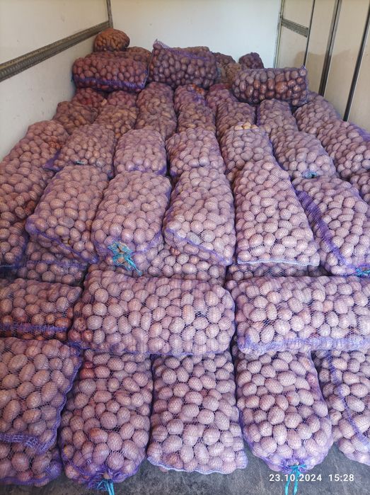 Продам картоплю  Ривєра,ультра раня Саншайн 40 денка,Коломбо, Белароса