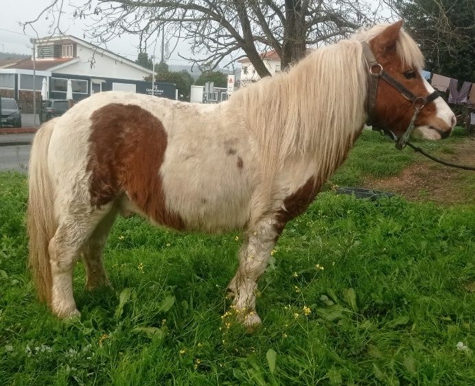 Pra venda poni com 8 anos