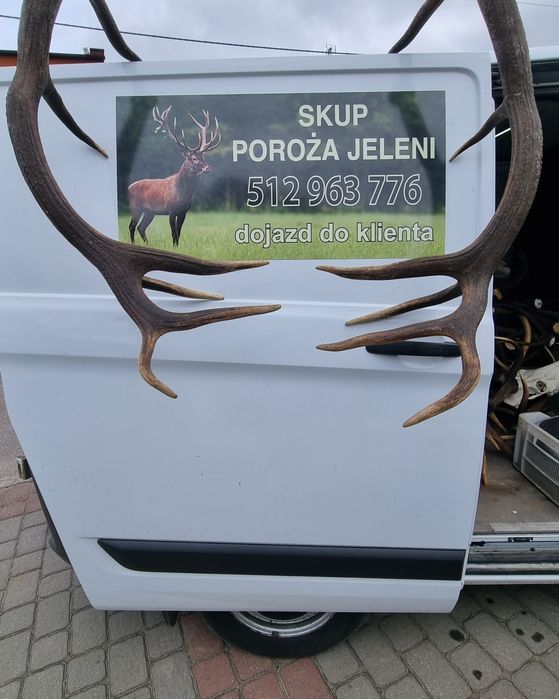 Skup Poroża Jeleni!! Pary, Zrzuty, Trofea