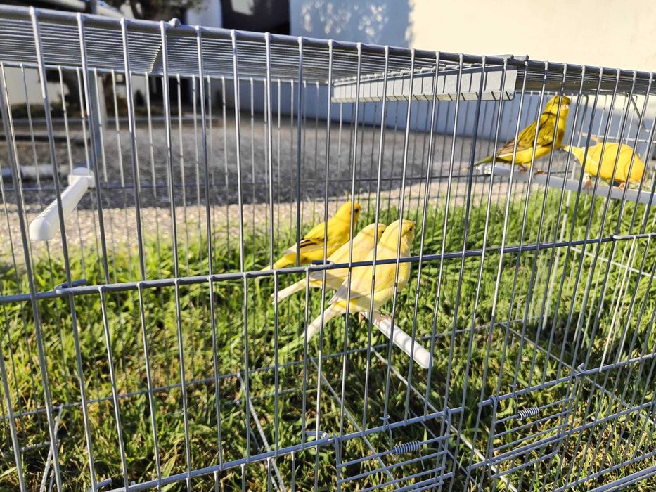 Canários Amarelos Satiné e Melânicos de 2026