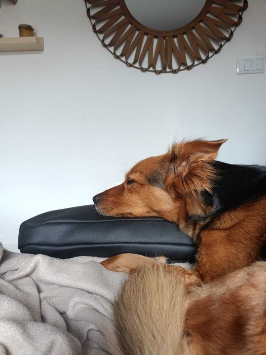 Cadela para adoção