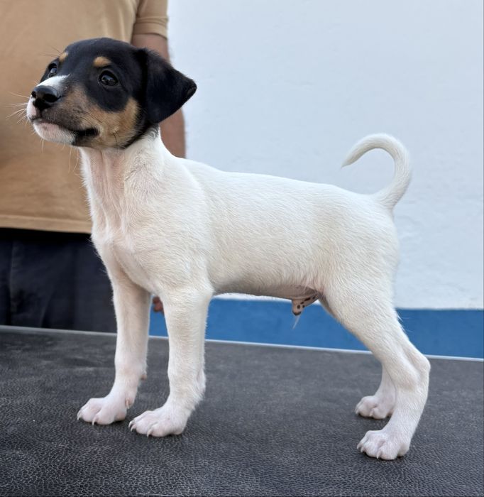 Ratonero Bodeguero Andaluz c/Pedigree