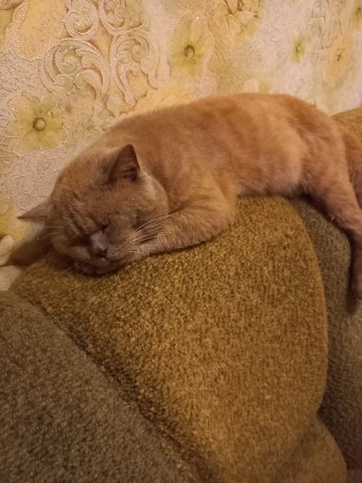 Співрозмовник офлайн та онлайн для тих кому потрібно виговоритися.